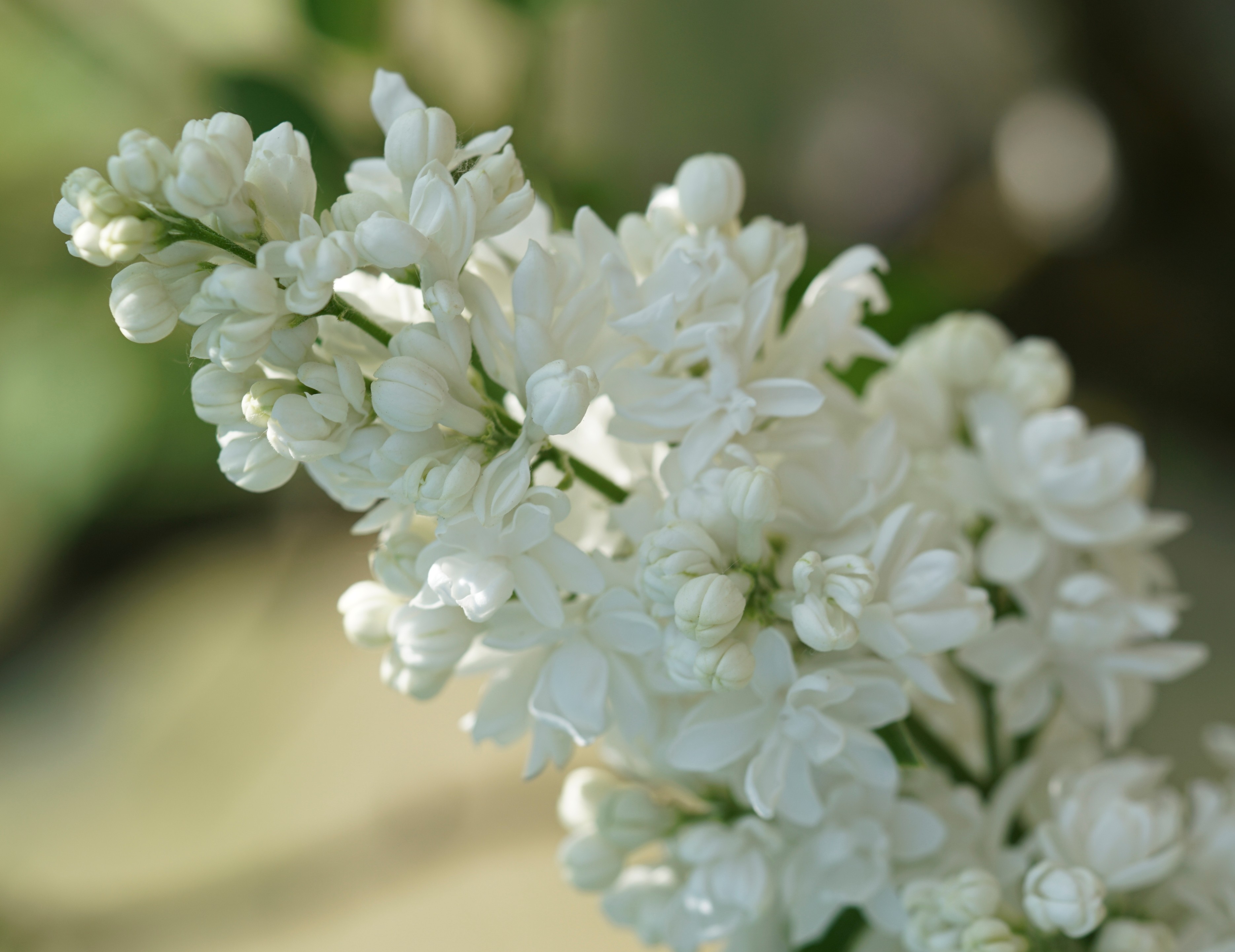 "Miss Ellen Willmot'' Syringa vulgaris